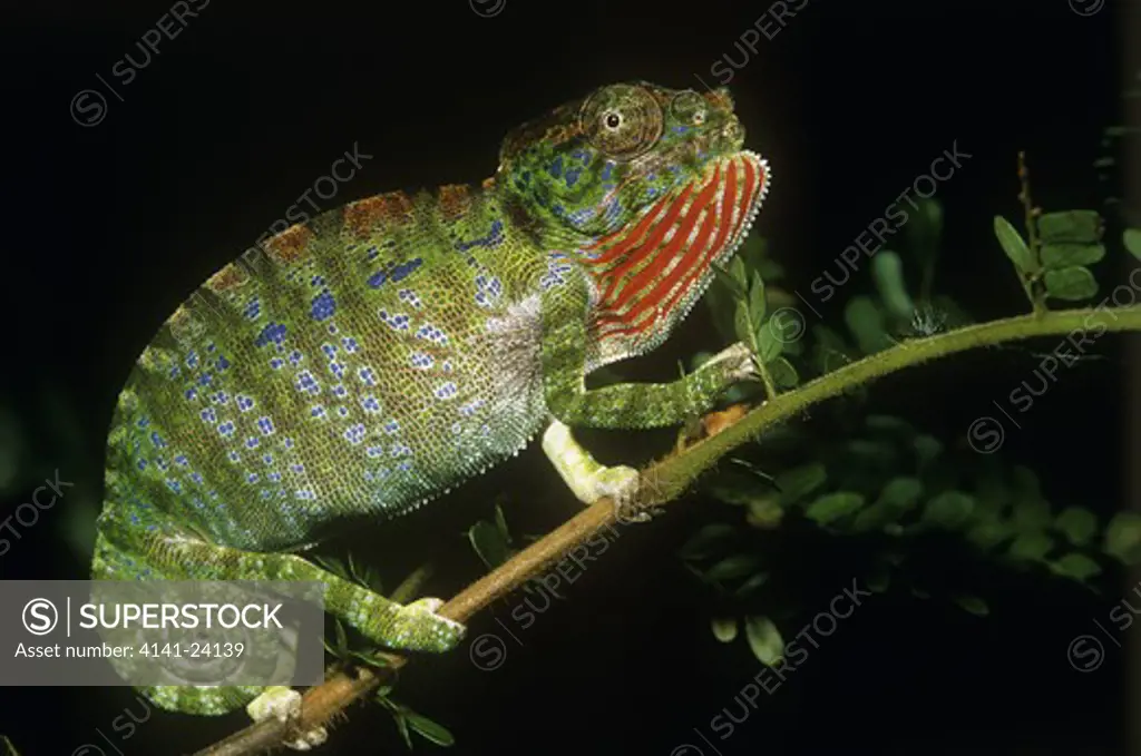 snub-nosed chameleon female furcifer labordi in aggressive posture kirindy western madagascar