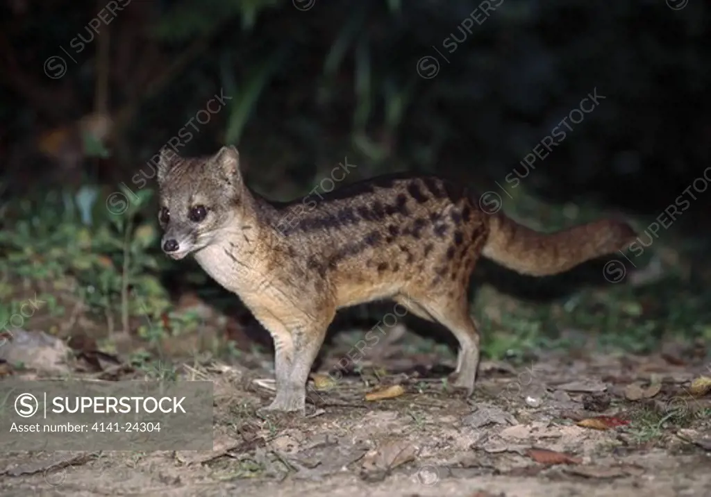 fanaloka/malagasy striped civet fossa fossana foraging at night. ranomafana national park madagascar. 