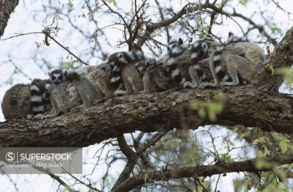 ring-tailed lemur troop lemur catta sleeping on bough berenty reserve madagascar.