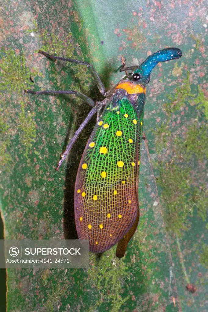 chinese lanturn bug fulgora sp. in riverine forest. kinanatangan river sukau sabah borneo.