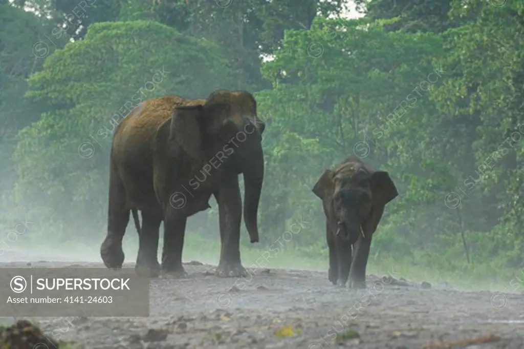 bornean pygmy elephant elephas maximus borneensis female with young kinabatangan river basin sabah borneo.