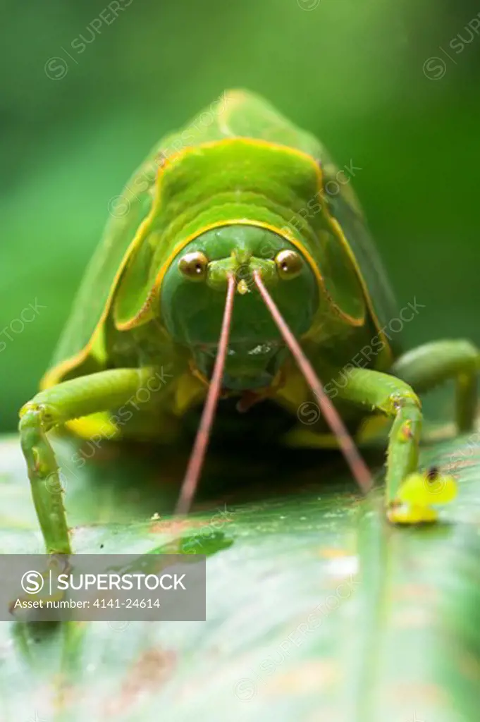 giant bush cricket in rainforest understorey. danum valley sabah borneo.