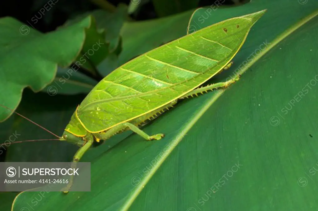 giant bush cricket in rainforest understorey. danum valley sabah borneo.