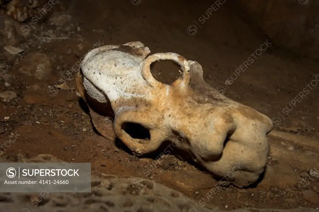 giant lemur skull (extinct) (sp. unknown possibly palaeopropithecus sp) anjajavy madagascar. 