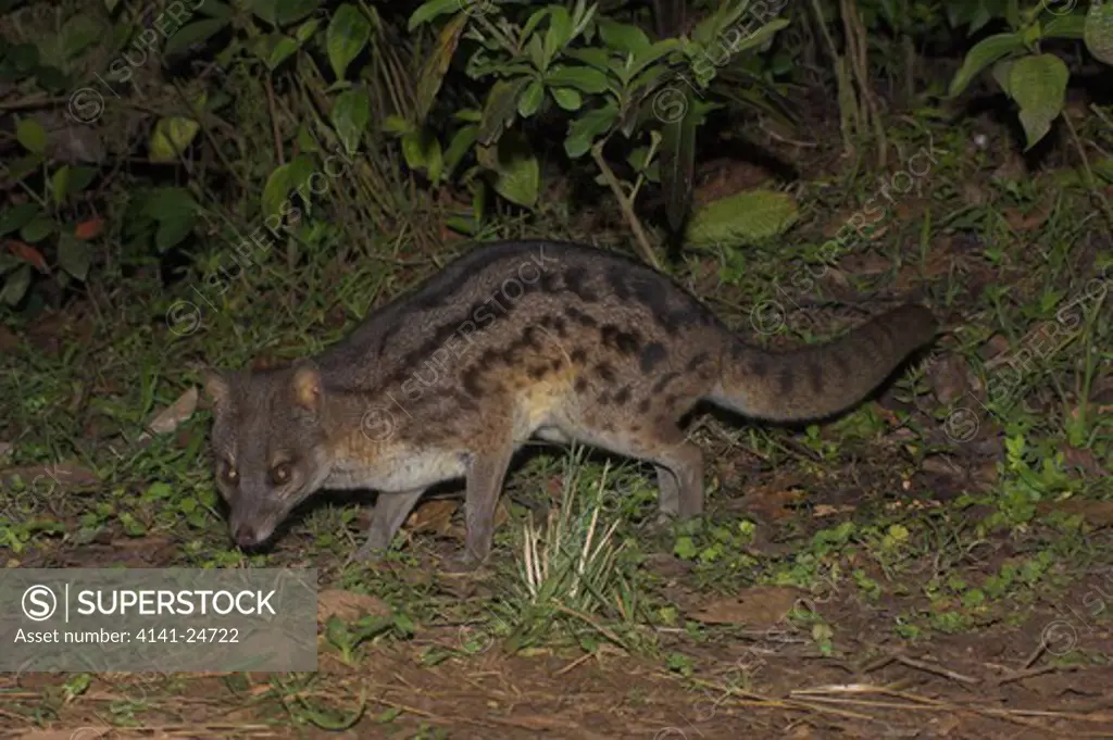 fanaloka or malagasy striped civet fossa fossana ranomafana national park madagascar.