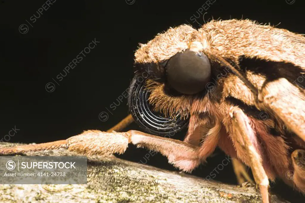 darwin's hawk moth xanthopan morgani praedicta showing etraordinarily long coiled tongue andasibe-mantadia national park madagascar.