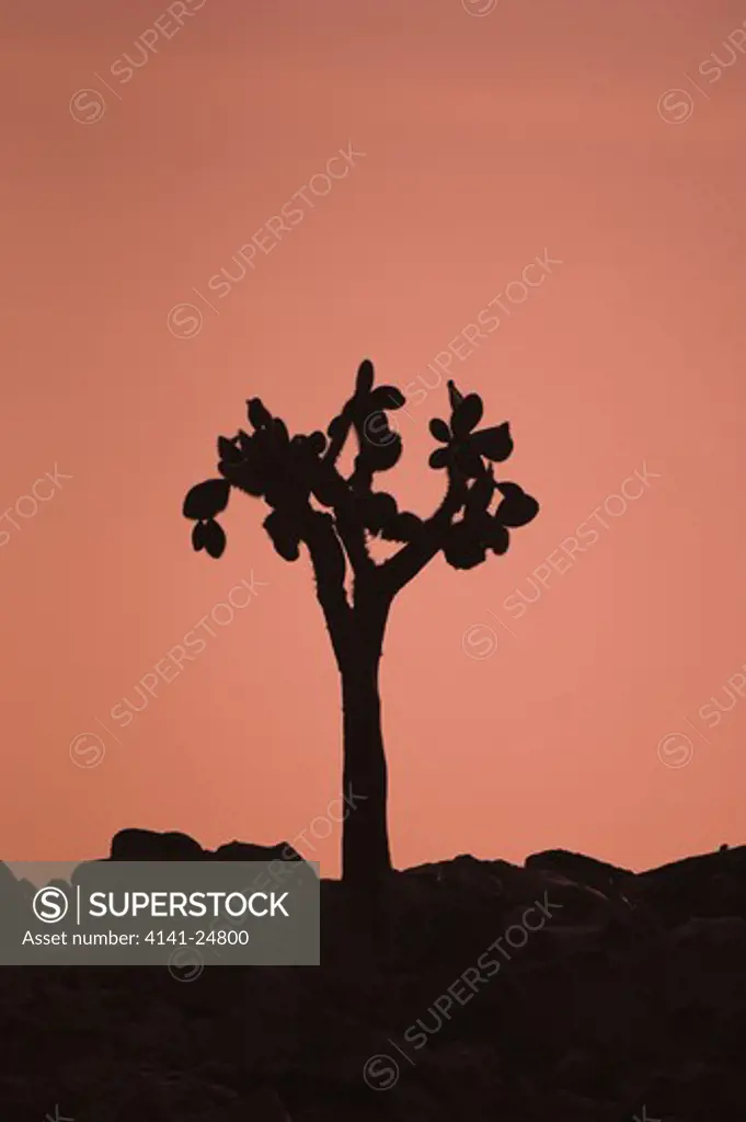 giant tree cactus (opunti sp.) at sunset. santa fe galapagos islands.