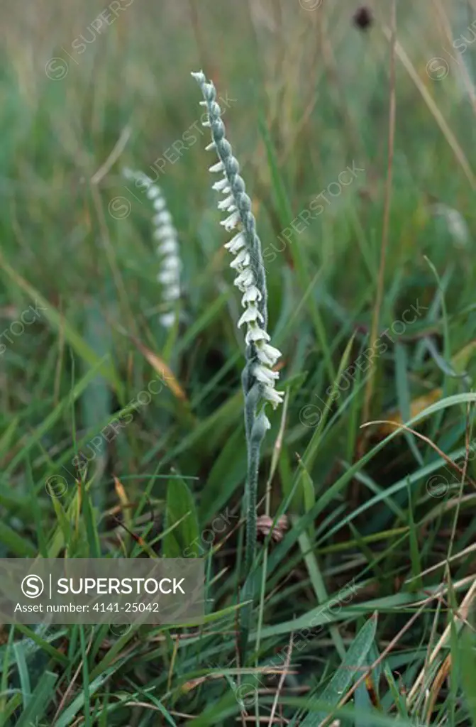 autumn lady's tresses orchid spiranthes spiralis in flower extinct in britain 