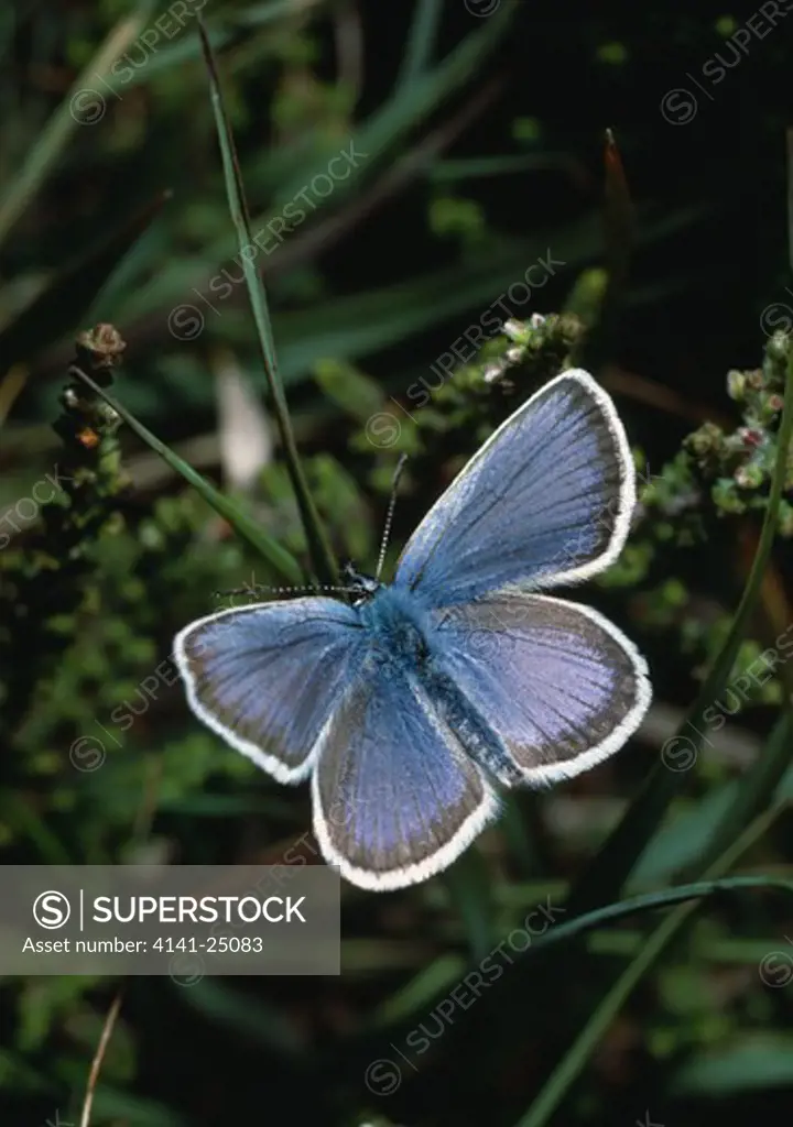 silver-studded blue male plebejus argus 