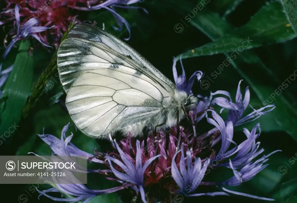 clouded apollo butterfly parnassius mnemosyne on cornflower, wings closed 