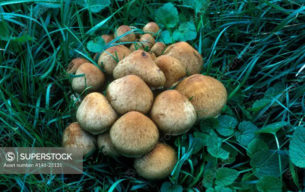 weeping widow fungus lacrymaria velutina also known as psathyrella lacrymabunda (grassland & woodland) spring to autumn very common edible 