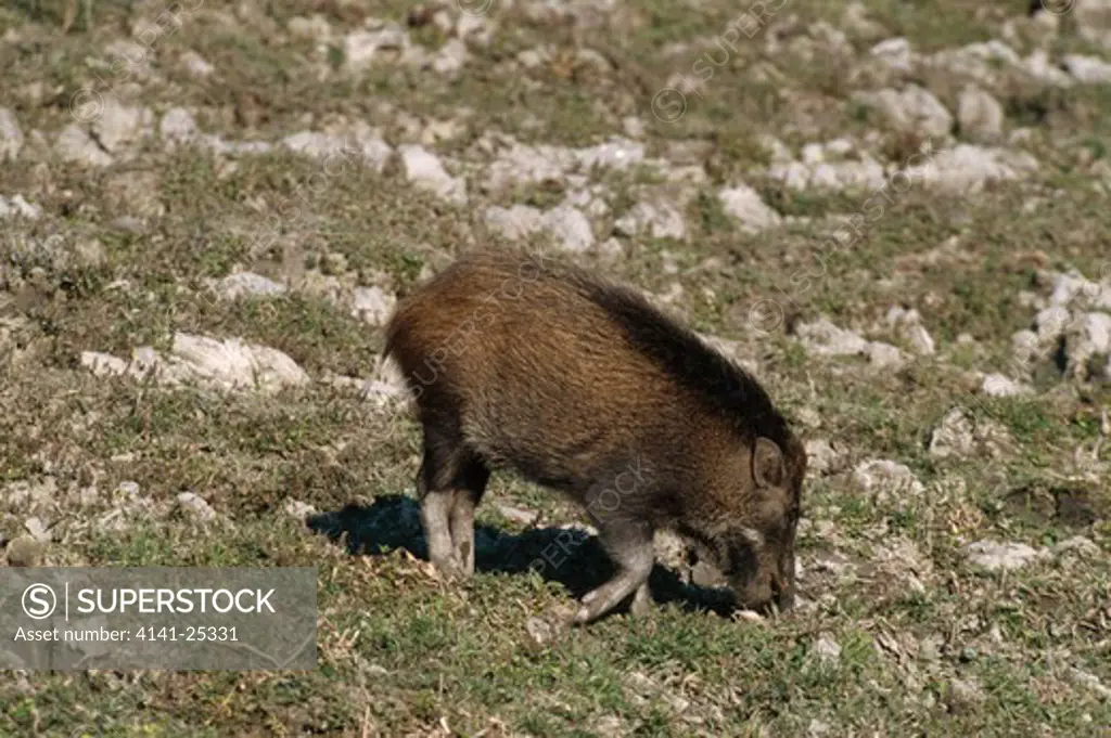 pygmy hog grazing sus salvanius kaziranga national park, assam, india