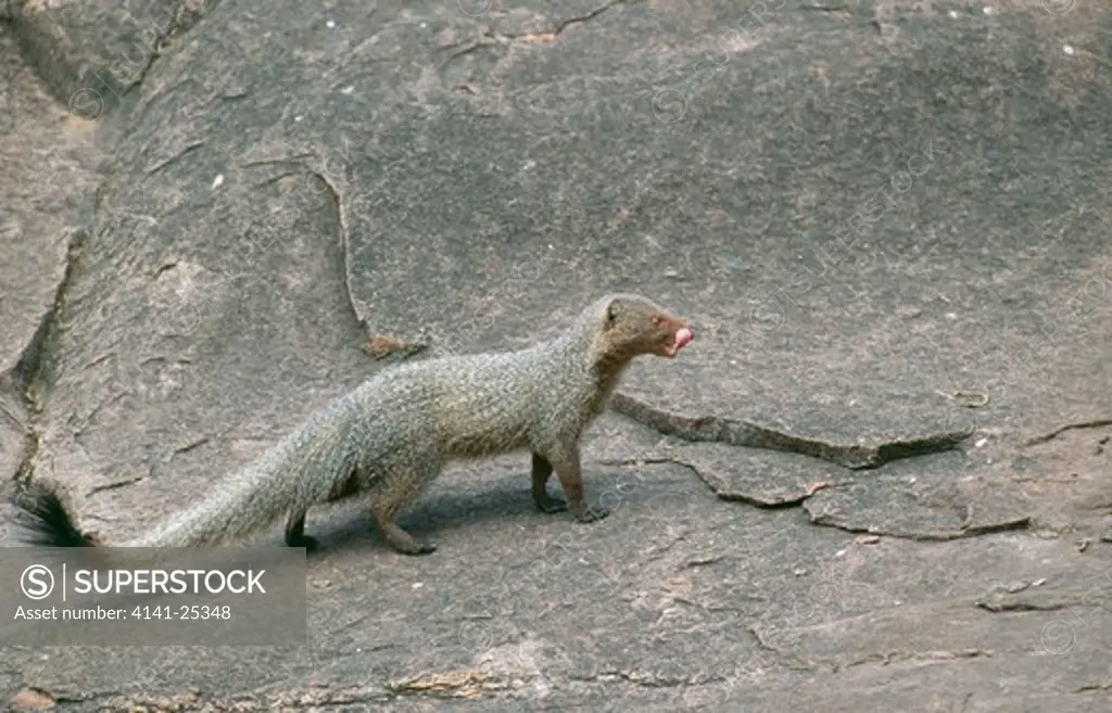 indian grey mongoose herpestes edwardsii basur sanctuary, karnataka, south india.