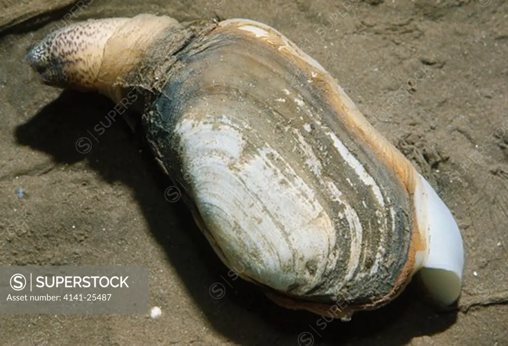 common otter shell lutraria lutraria showing foot and siphons 