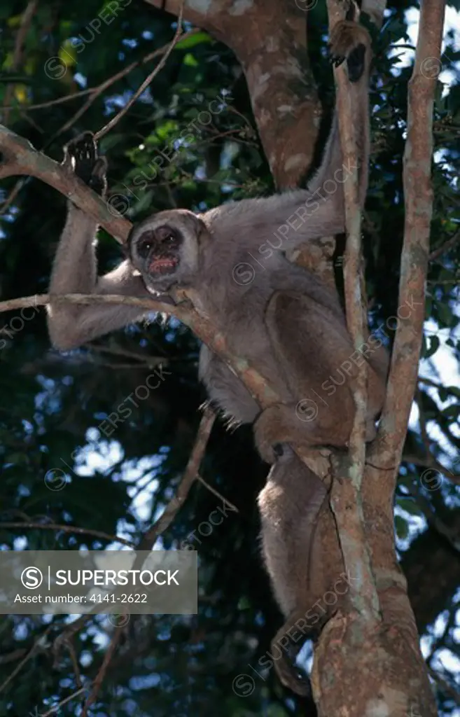 woolly spider monkey brachyteles arachnoides caratinga reserve, minas gerais, eastern brazil. critically endangered.