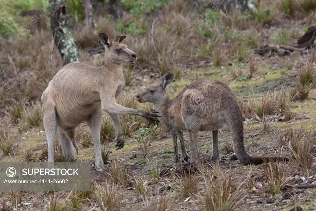 eastern grey kangaroo macropus giganteus male courting female - note extended penis large kangaroo species from eastern australia murramang national park nsw australia