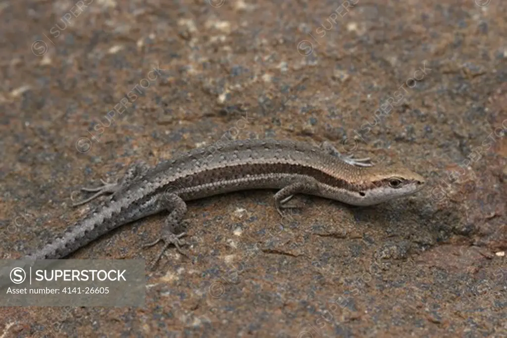 common garden skink lampropholus guichenoti small skink found over much of se australia