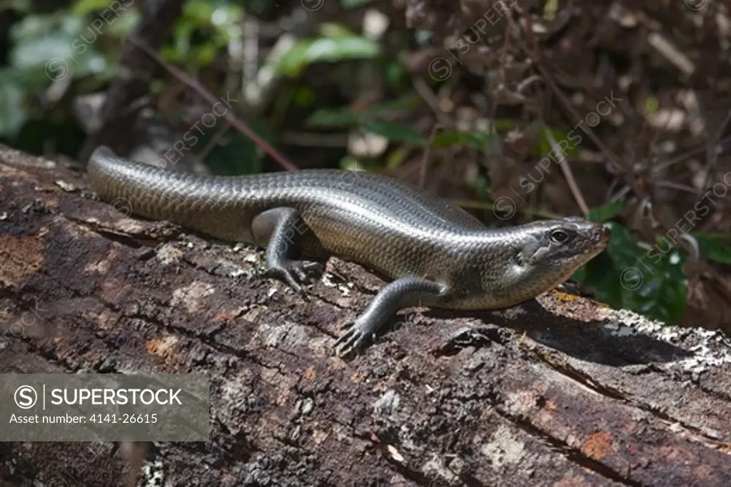 land mullet egernia major largest australian skink found in rainforest regions of eastern australia