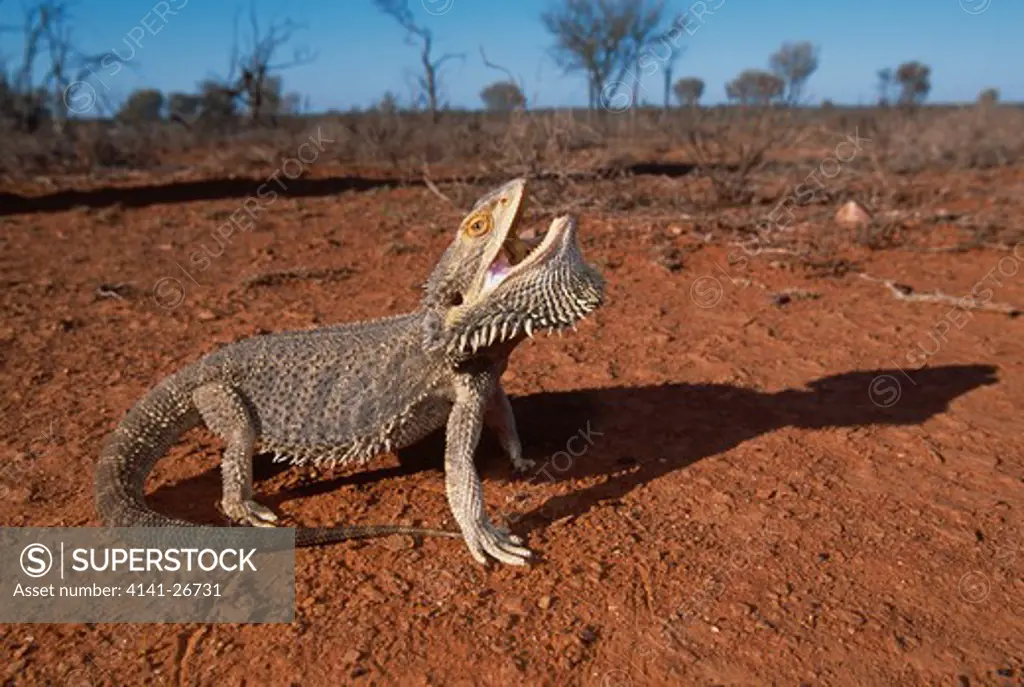 central bearded dragon pogona vitticeps arid regions, central australia 