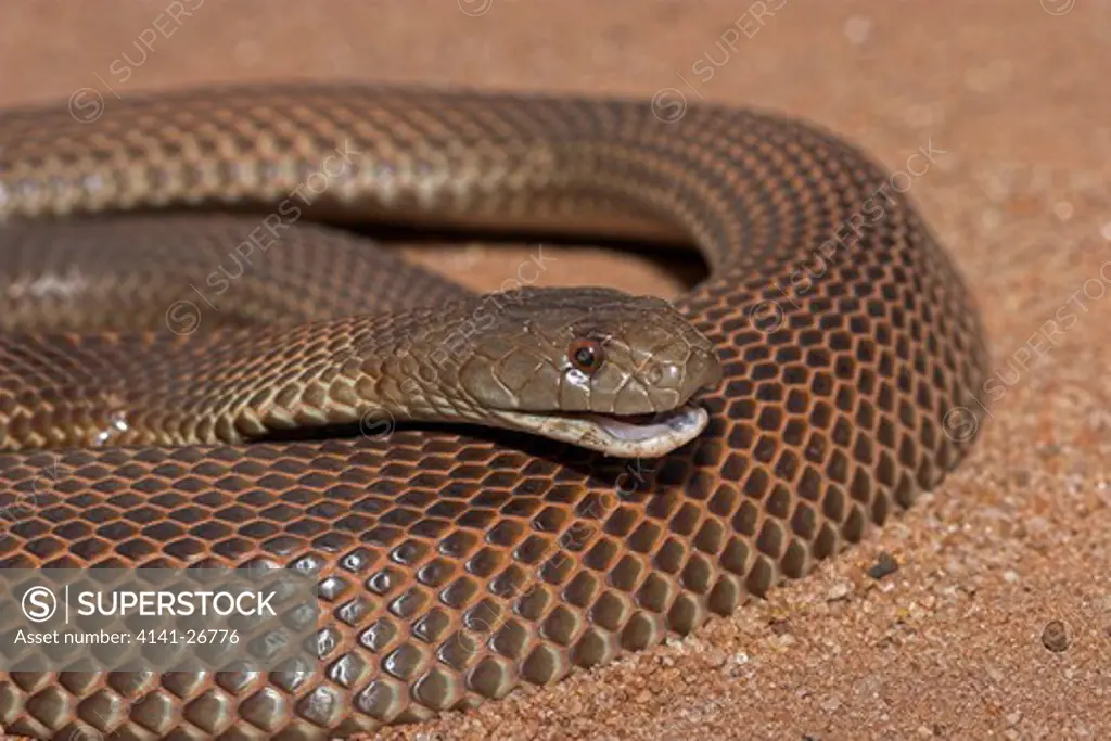 king brown snake or mulga pseudechis australia large, dangerous elapid snake of the black snake family