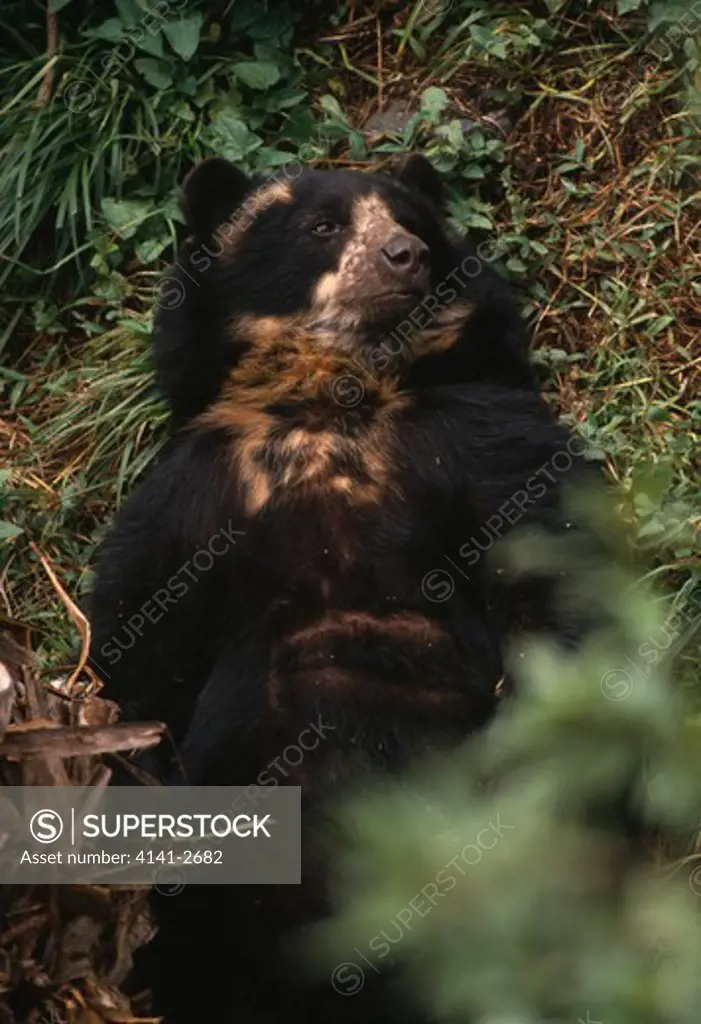 spectacled bear in captivity tremarctos ornatus la planada nature reserve, colombia, south america 