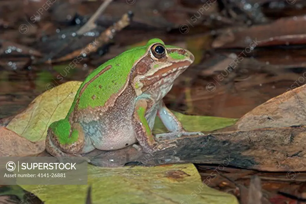 giant frog cyclorana australis color ranges from brown to green northern australia. 