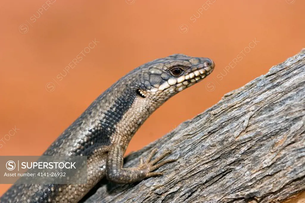 tree skink egernia striolata common species living in tree trunks and rock crevices australia