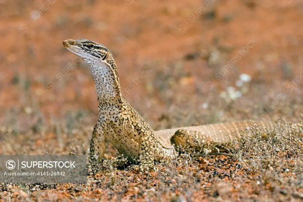 goulds monitor varanus gouldii large monitor lizard found over much of australia.