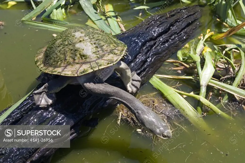 broad-shelled river turtle chelodina expansa large freshwater turtle ...