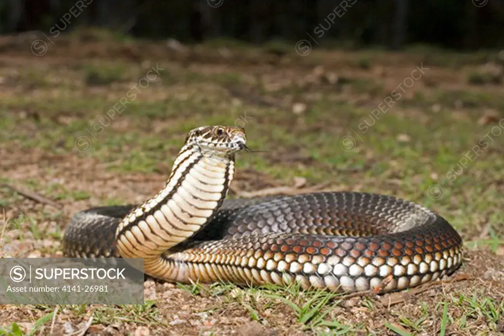 highlands copperhead austrelaps ramsayi highly venomous elapid species of se australia