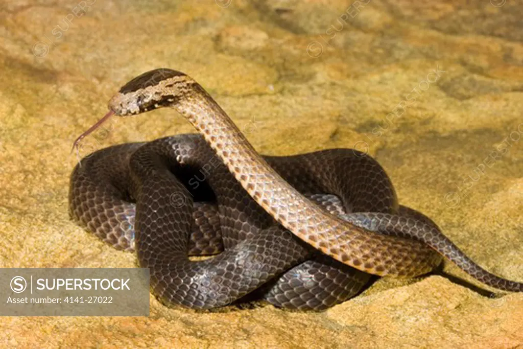 golden crowned snake cacophis squamulosus small nocturnal elapid from eastern australia
