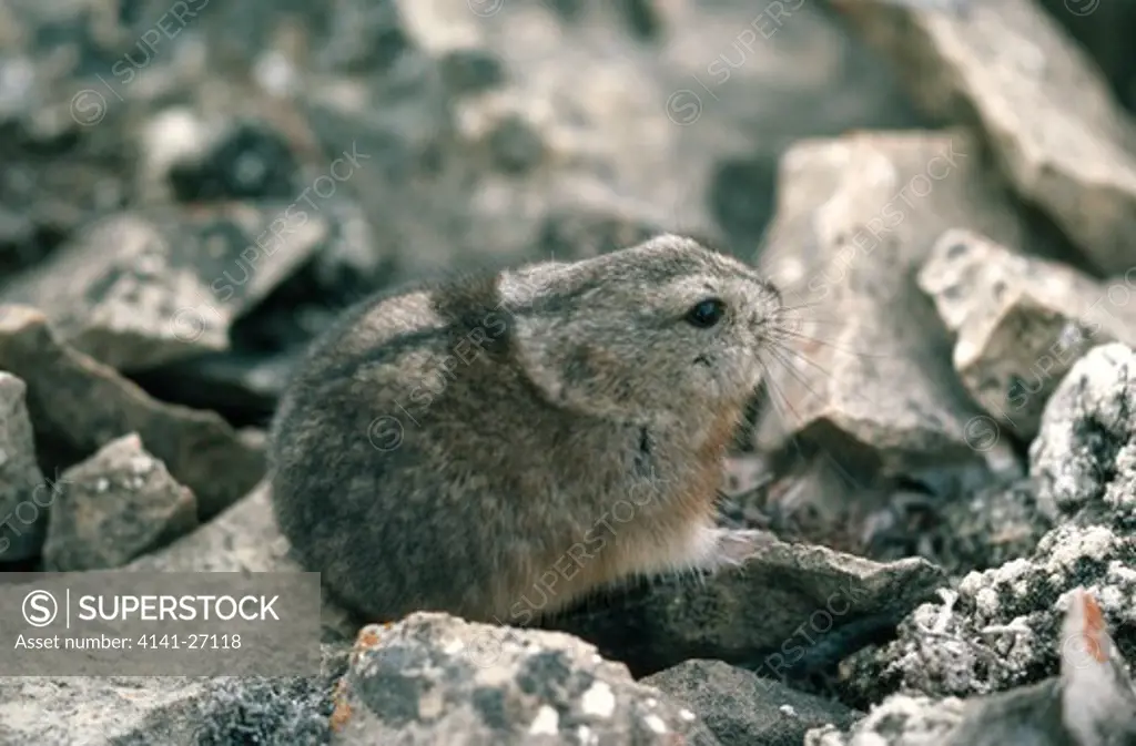 greenland collared lemming dicrostonyx groenlandicus