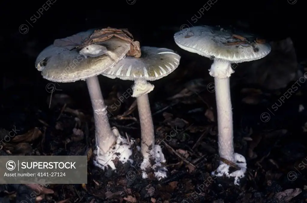 death cap fungus amanita phalloides extremely poisonous common in woodland summer & autumn 