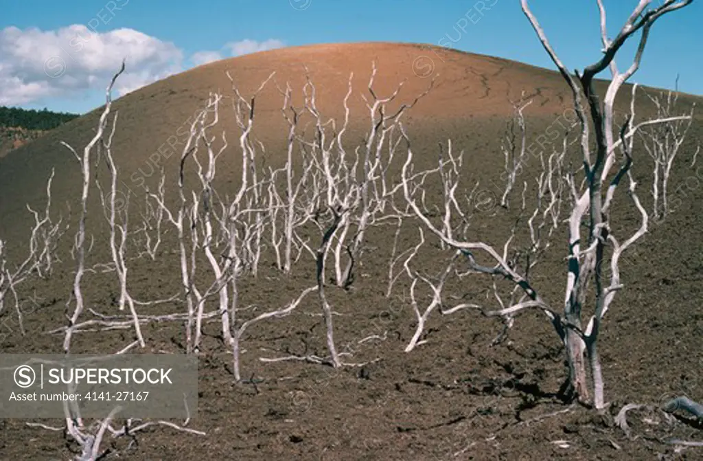 cinder cone & dead trees trees burned by hot ash from volcano hawaii, usa 