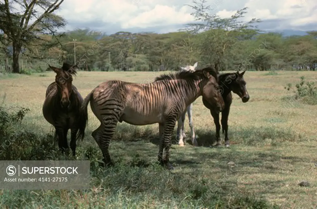 zebra x horse hybrid standing in shade kenya