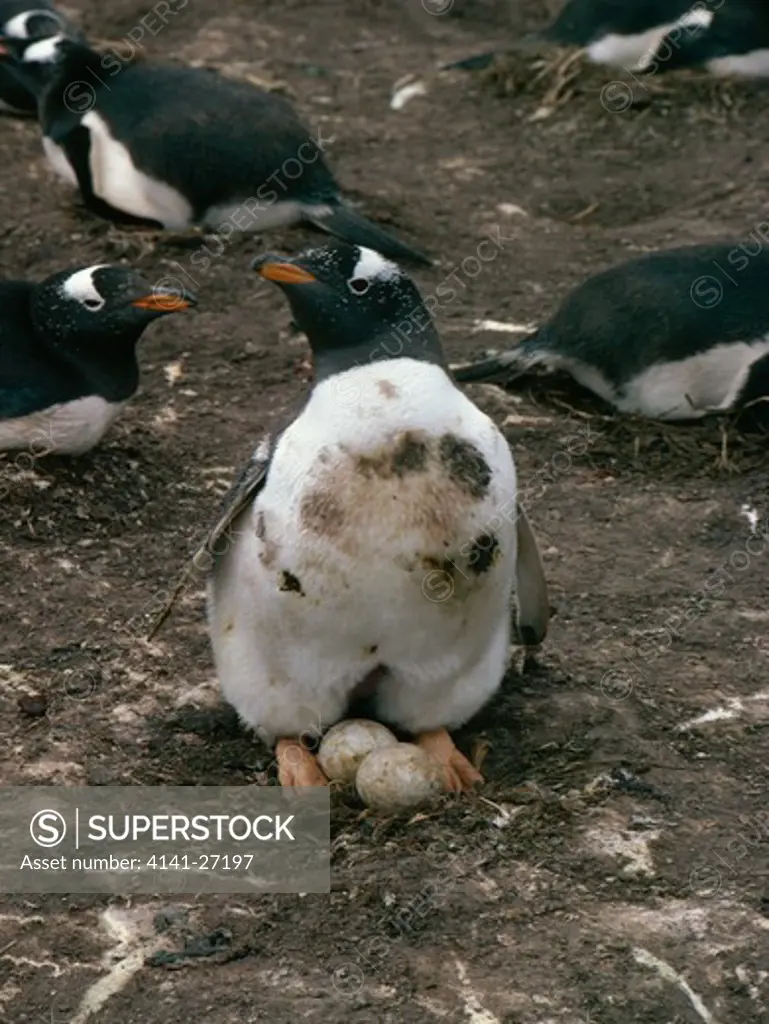 gentoo penguin pygoscelis papua with eggs 