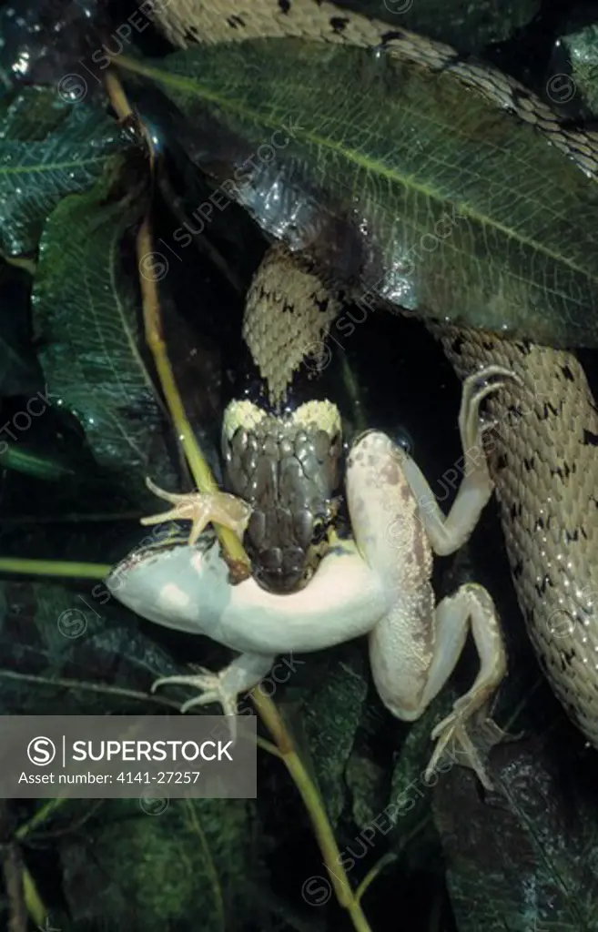 grass snake natrix natrix eating frog prey 