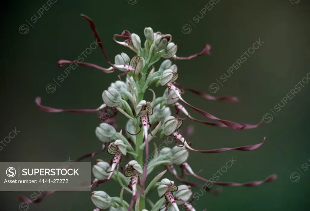 lizard orchid himantoglossum hircinum