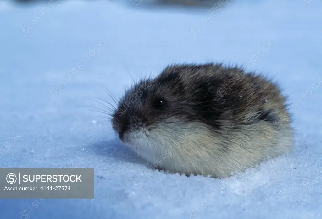 siberian lemming lemmus obensis taimyr, arctic russia 