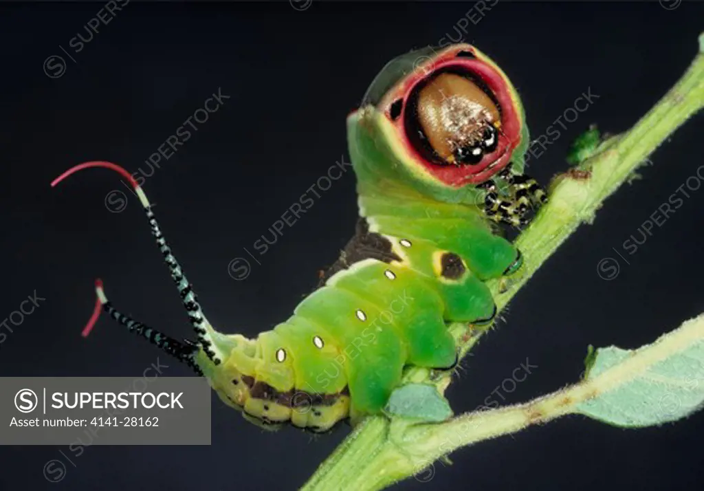 puss moth larva cerura vinula in threat posture