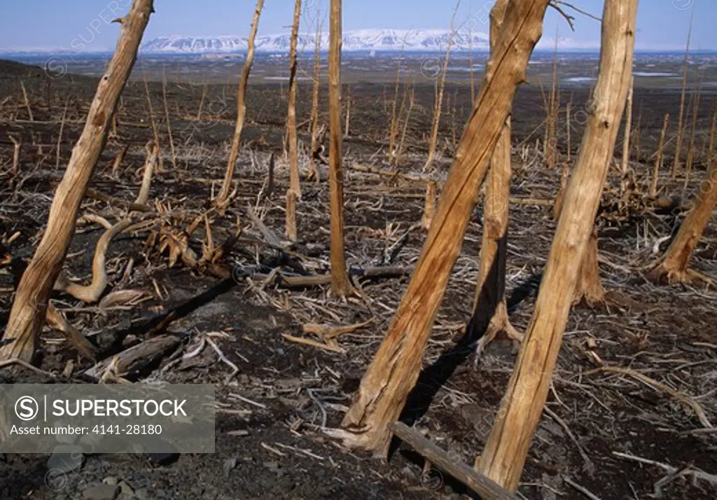 dead forest killed by acid rain & heavy metal pollution norilsk, siberia, russia 