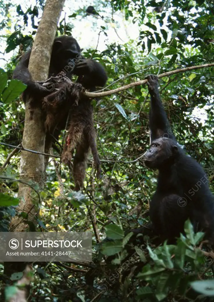 eastern chimpanzee female pan troglodytes schweinfurthii with carcass of red colobus monkey with onlooking male. >>