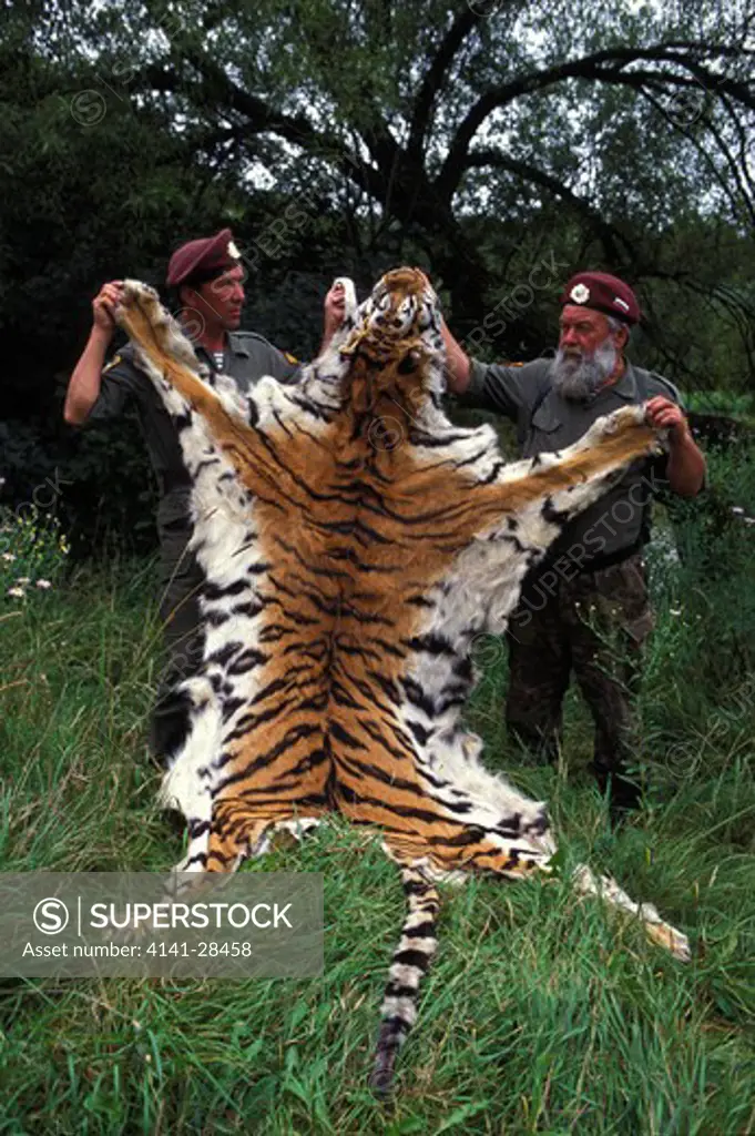 siberian tiger skin panthera tigris altaica held by anti-poaching force, inspection tiger , russian far east. 