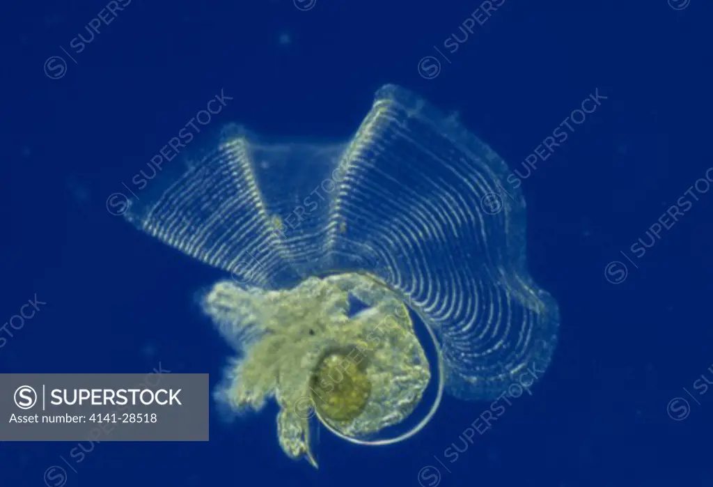 veliger larva of littoral snail shell with viscera operculum & eyes already formed. muscular foot well developed. locomotion by ciliated velum.>