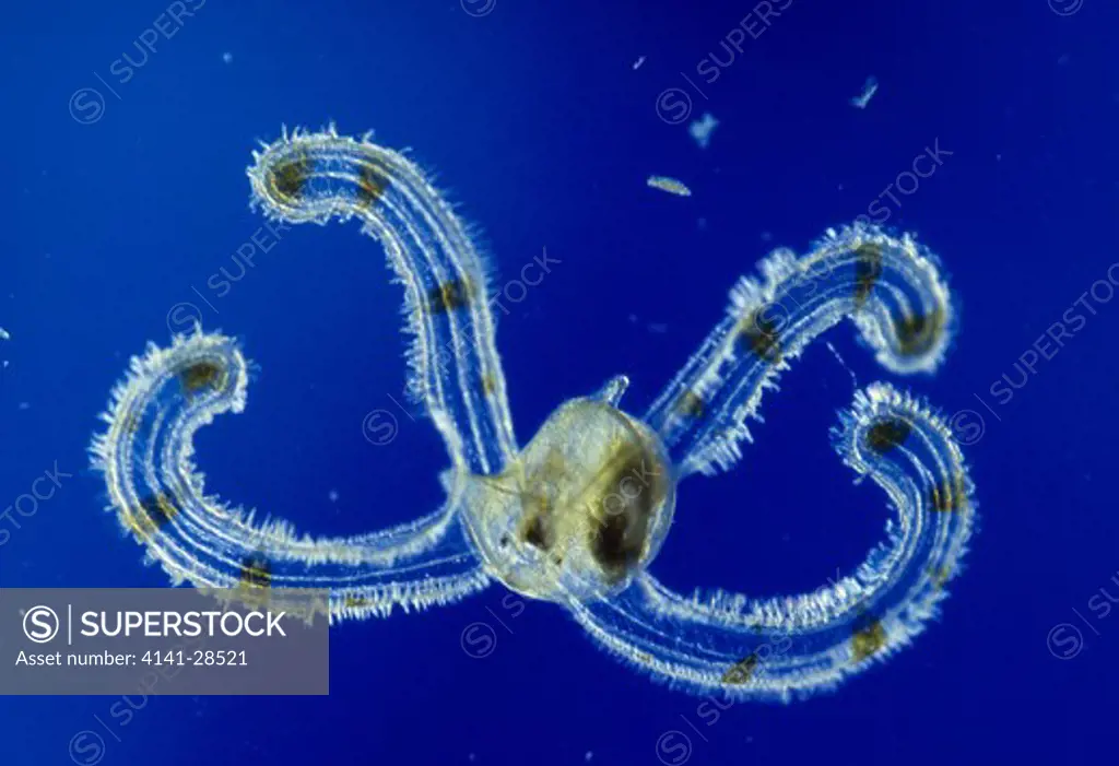 littoral marine snail veliger larva shell already formed contains viscera great barrier reef queensland north eastern australia 