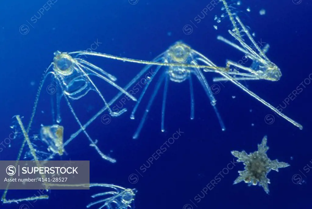 brittle-star ophiopluteus larvae one having just completed metamorphosis bottom right has lost characteristic spicules present on larvae