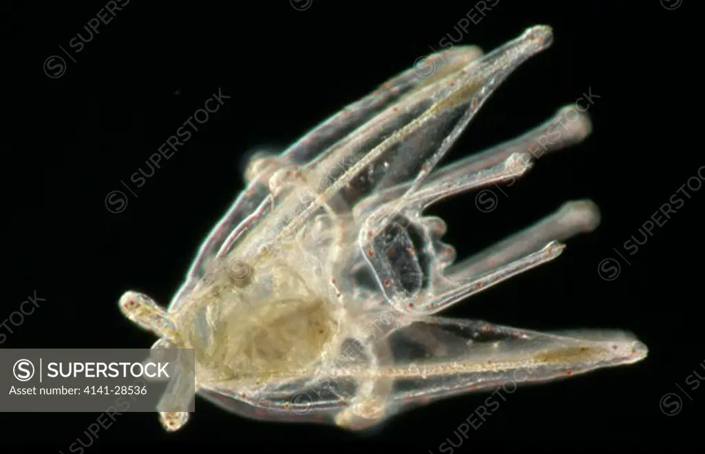 echinopluteus larva of regular sea urchin spicules are articulated & can be flexed vertically great barrier reef queensland 