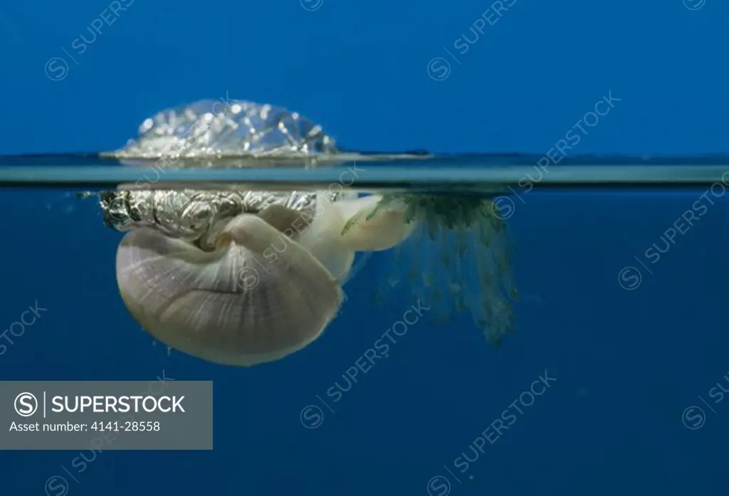 violet sea snail janthina sp. eating blue porpita. sea snail is in poor health (shown by condition of bubble raft)