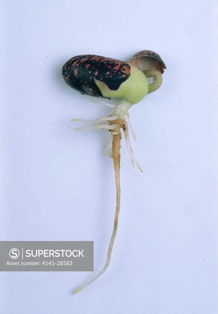 germination of broad bean vicia faba seed with tap root & emerging shoot.