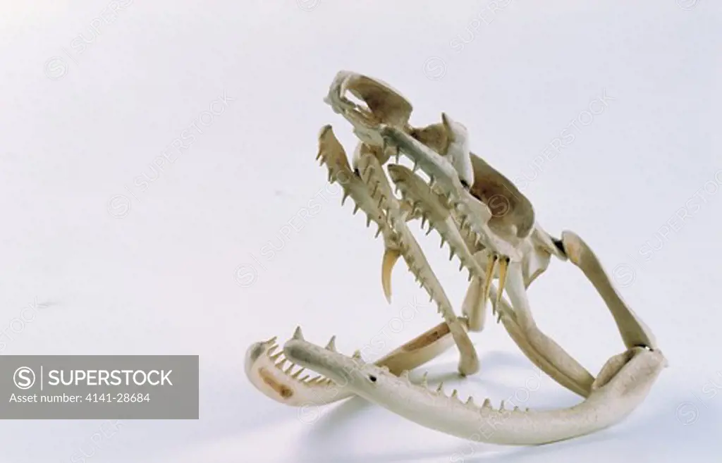 skull of colubrid snake example of rear-fanged species 